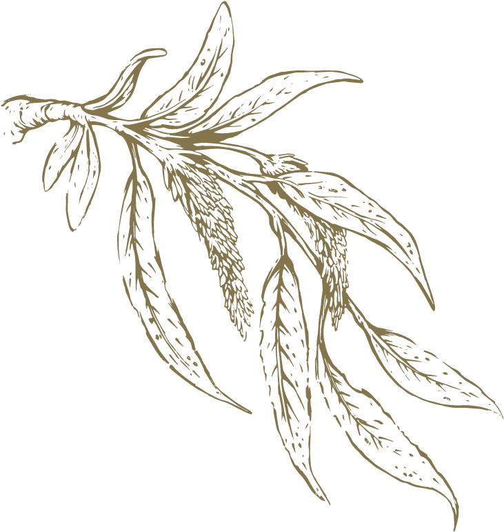 pngfind.com-weeping-willow-png-6144183